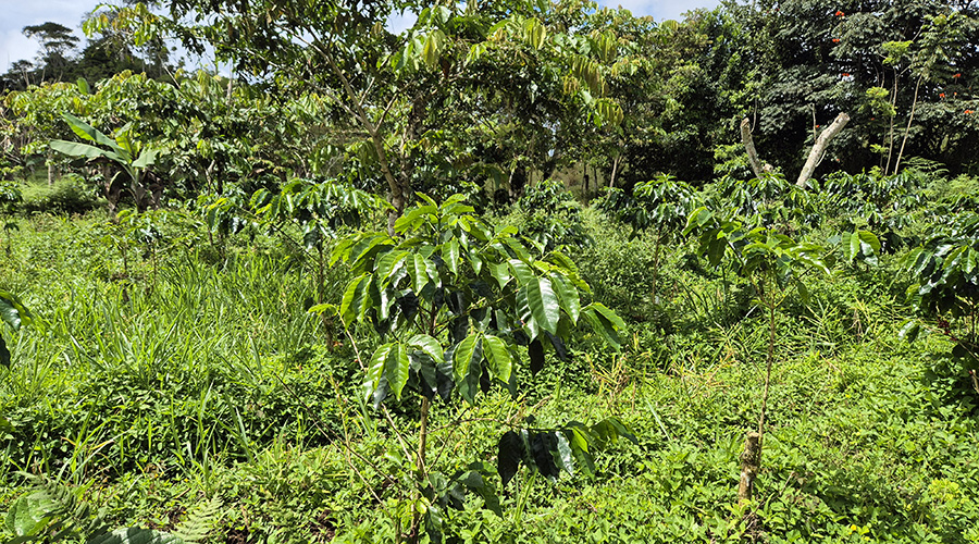 Costa Rica - Sud - Coto - Brus - Finca Caf Organico - Plant de caf - vue 2