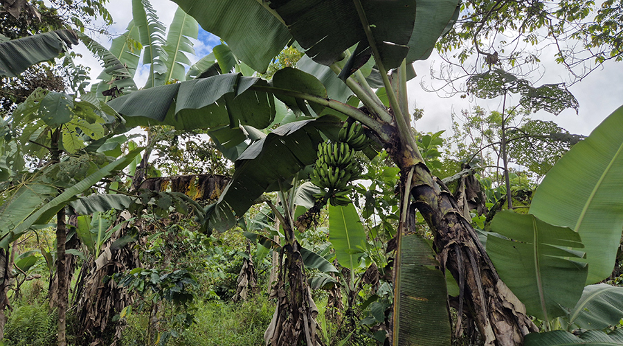 Costa Rica - Sud - Coto - Brus - Finca Caf Organico - Plants de bananes