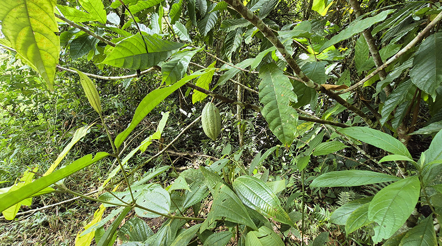 Costa Rica - Sud - Coto - Brus - Finca Caf Organico - Plant de cacao