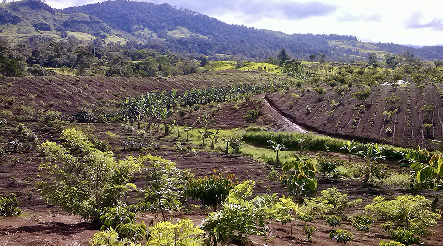 Costa Rica - Sud - Coto - Brus - Finca Caf Organico - La plantation