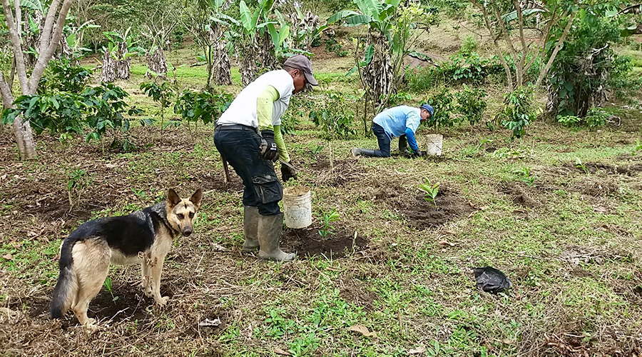 Costa Rica - Sud - Coto - Brus - Finca Caf Organico - Travail de la plantation - vue 1