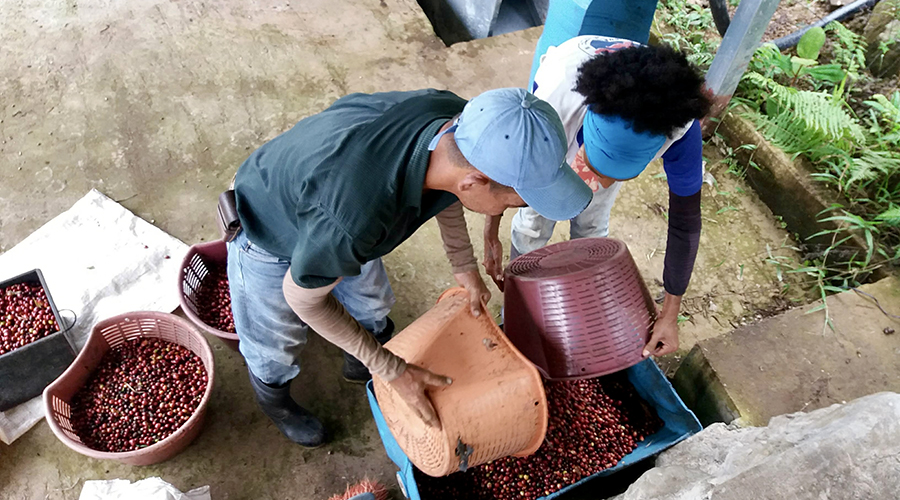 Costa Rica - Sud - Coto - Brus - Finca Caf Organico - Travail de la plantation - vue 2