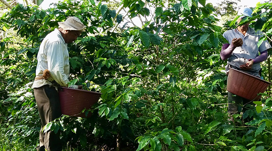 Costa Rica - Sud - Coto - Brus - Finca Caf Organico - Travail de la plantation - vue 3