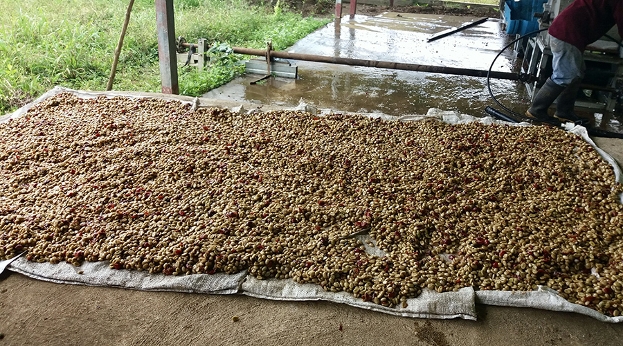 Costa Rica - Sud - Coto - Brus - Finca Caf Organico - Travail de la plantation - vue 4