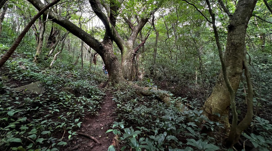 Costa Rica - Guanacaste - Bijagua - Finca Rio Chiquito - Sentier - vue 1