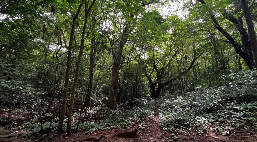 Costa Rica - Guanacaste - Bijagua - Finca Rio Chiquito - Sentier - vue 2