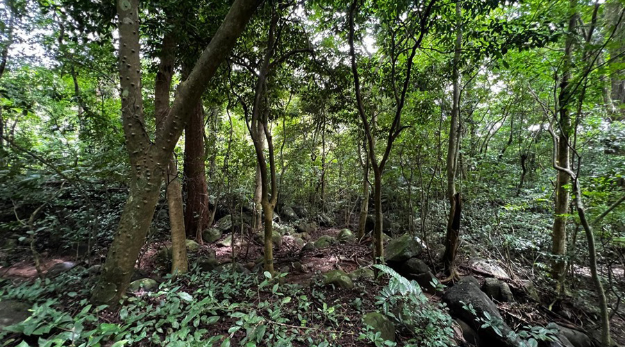 Costa Rica - Guanacaste - Bijagua - Finca Rio Chiquito - Sentier - vue 3