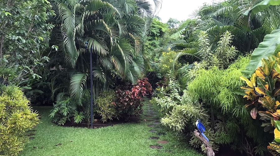 Costa Rica - Guanacaste - Playas del Coco et Hermosa - Casa Orchidée - Le magnifique jardin - Vue 2