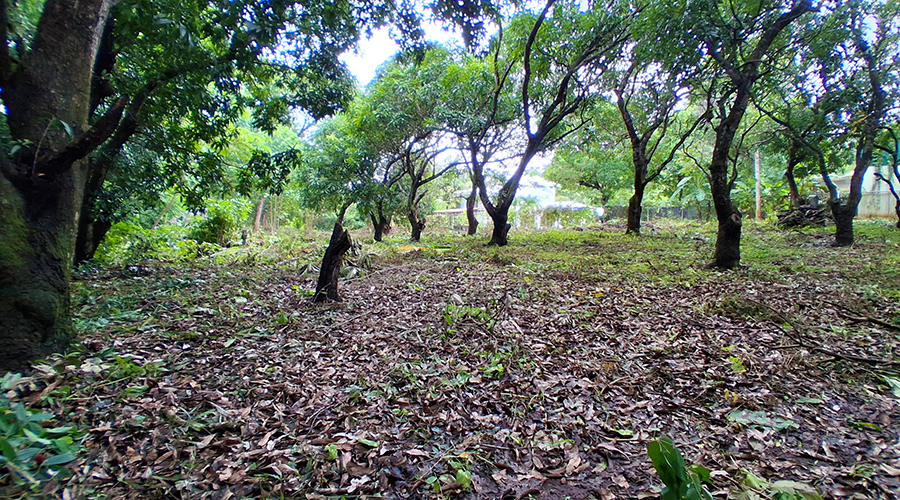  Costa Rica - Guanacaste - Tamarindo - Terrain Villa 2048 - Vue 2