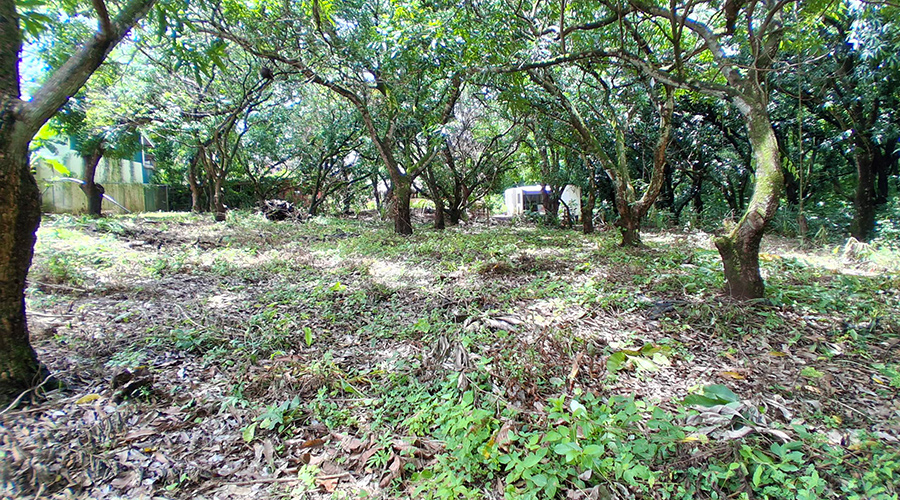  Costa Rica - Guanacaste - Tamarindo - Terrain Villa 2048 - Vue 3