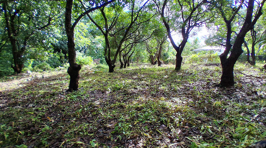  Costa Rica - Guanacaste - Tamarindo - Terrain Villa 2048 - Vue 4