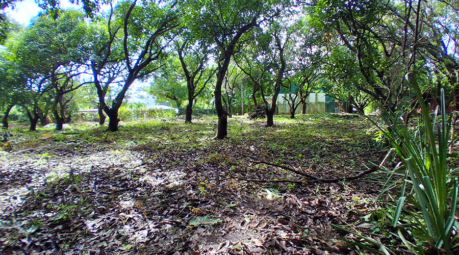  Costa Rica - Guanacaste - Tamarindo - Terrain Villa 2048 - Vue 5