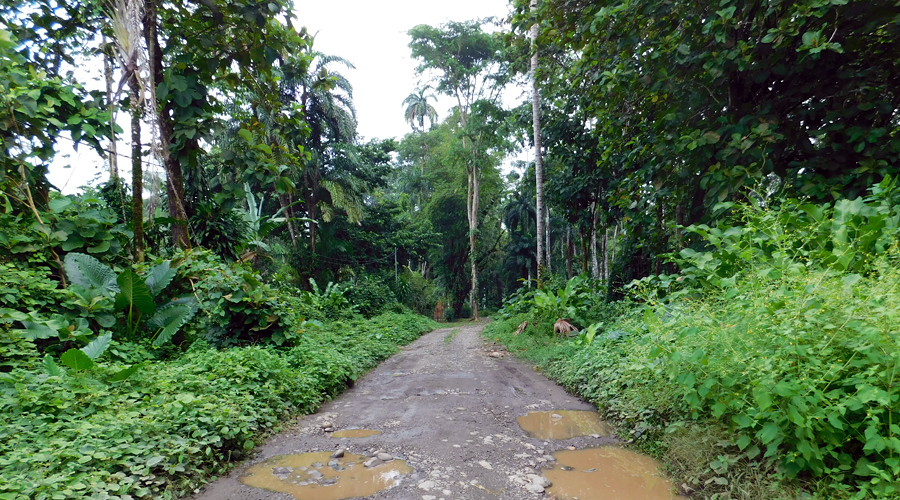Costa Rica - Province de Limon, Cahuita - Casa Caribe - Les chemins des alentours - 1
