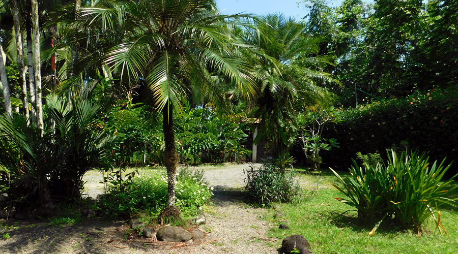 Costa Rica - Limon - Cahuita - Casa Serenidad - Le jardin - Vue 5