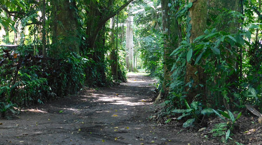 Costa Rica - Cahuita - Petite maison 1 chambre - Le sentier d'accès - Vue 3