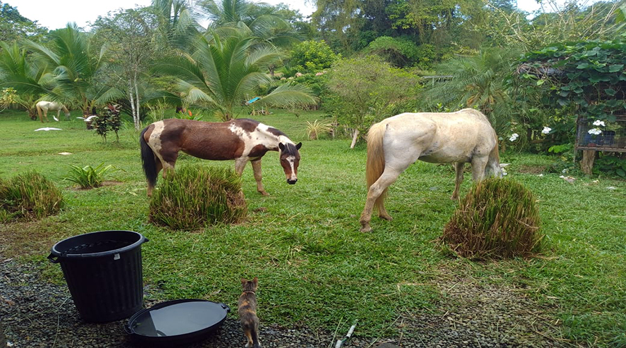 Costa Rica - Limon - San Miguel - Casa Caraibes - Extrieur - Jardin - Chevaux - Vue 1