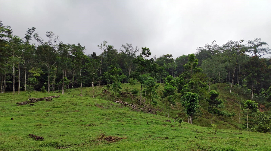 Costa Rica - Bijagua de Upala - Finca Higueron - Terrain attenant  Origins Lodge