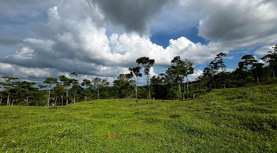 Costa Rica - Bijagua de Upala - Finca Higueron - Partie haute de la finca
