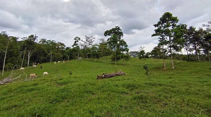 Costa Rica - Bijagua de Upala - Finca Higueron - Prairie - vue 1