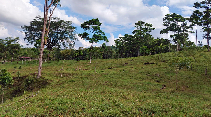 Costa Rica - Bijagua de Upala - Finca Higueron - Prairie - vue 2