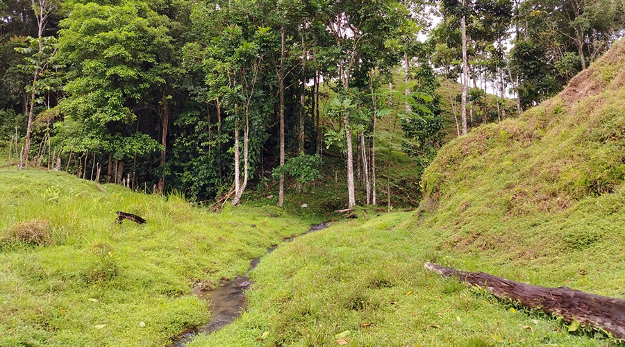 Costa Rica - Bijagua de Upala - Finca Higueron - Rivire - vue 2