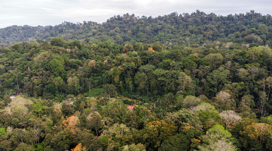 Costa Rica, Province de Limon, Cahuita, Terrain Selva de Lilan - Sud Est 1