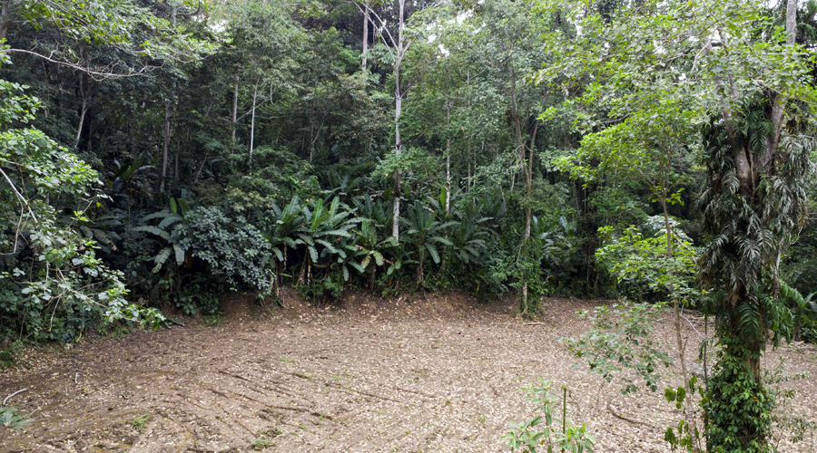 Costa Rica, Province de Limon, Cahuita, Terrain Selva de Lilan - Fond du terrain