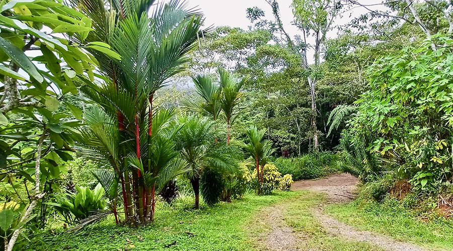 Costa Rica - Osa - Puerto Corts - Maison Oasis - Jardin - vue 1
