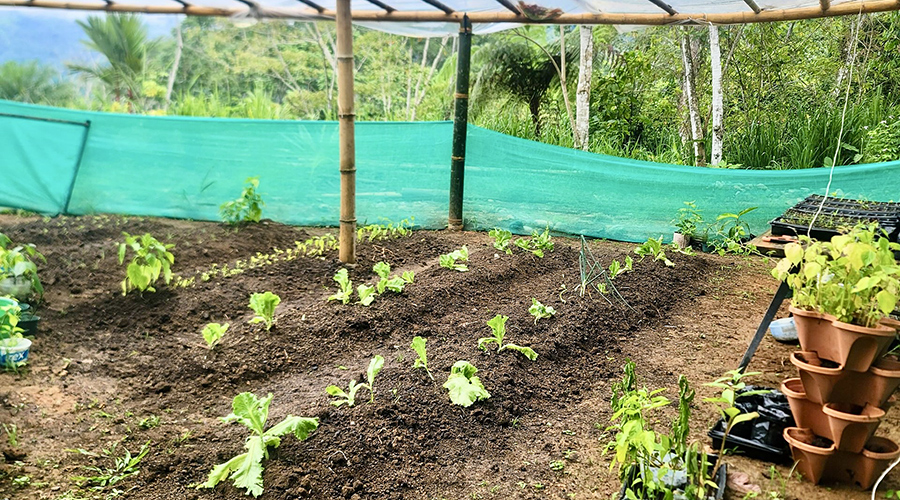 Costa Rica - Osa - Puerto Corts - Maison Oasis - Jardin - Potager