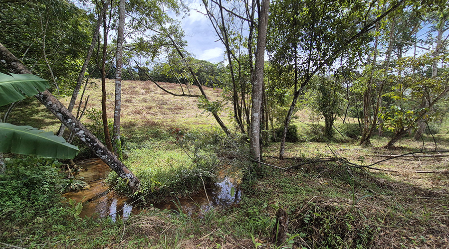 Costa Rica - San Isidro de El General - Finca Pilar de Cajon - Le ruisseau - vue 5