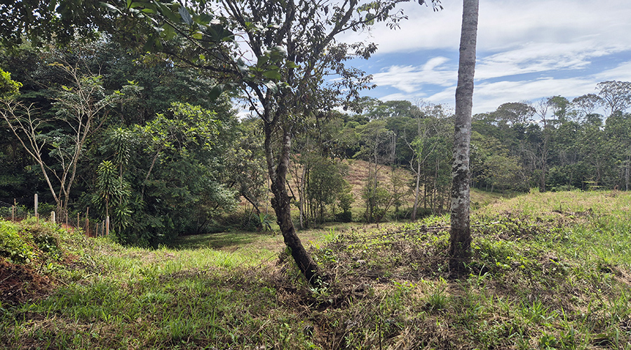Costa Rica - San Isidro de El General - Finca Pilar de Cajon - La proprit - vue 2