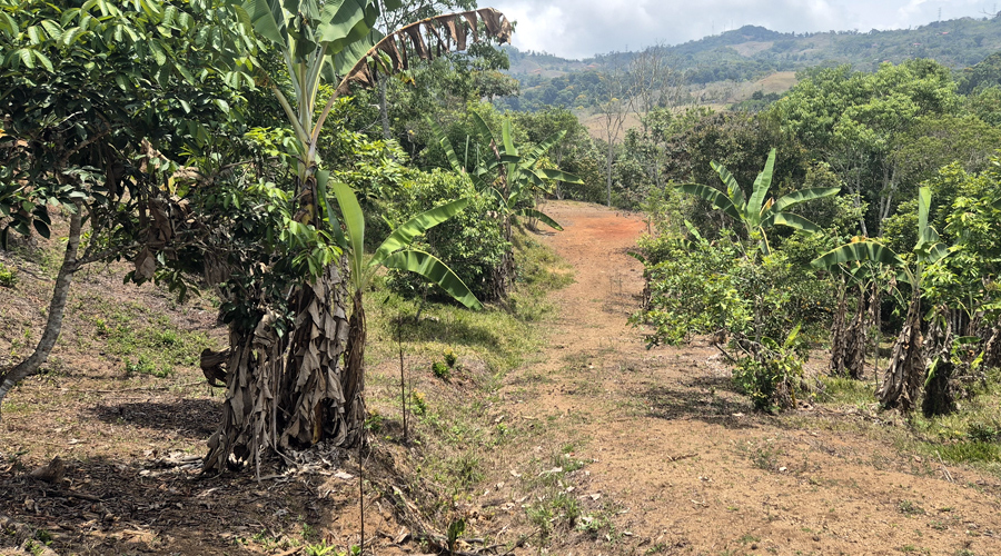 Costa Rica, Pacuarito, San Isidro, Finca Casita et Rivi�re - Ext�rieur 1