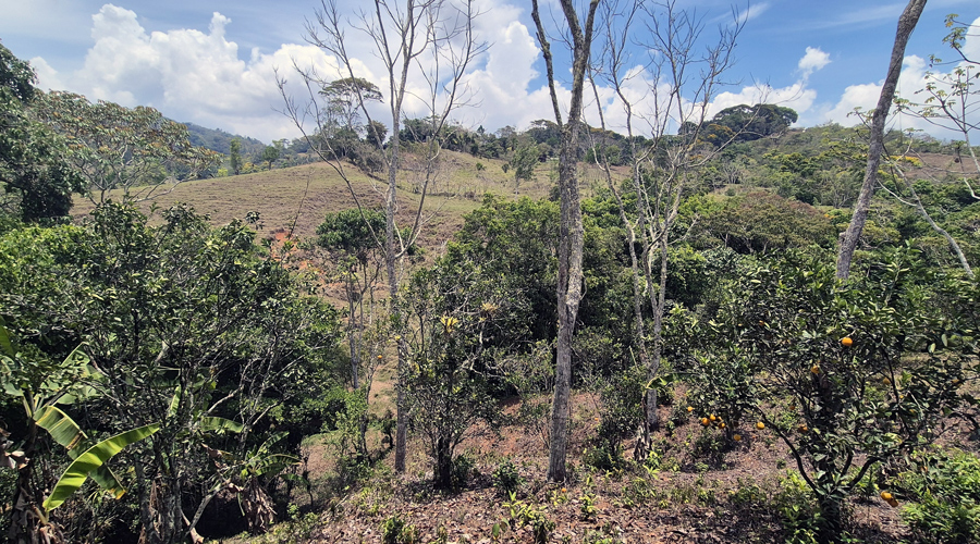 Costa Rica, Pacuarito, San Isidro, Finca Casita et Rivi�re - Ext�rieur 2