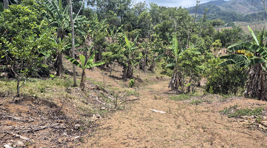 Costa Rica, Pacuarito, San Isidro, Finca Casita et Rivi�re - Ext�rieur 3