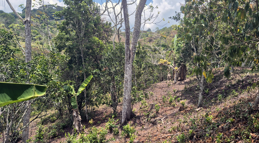 Costa Rica, Pacuarito, San Isidro, Finca Casita et Rivi�re - Ext�rieur 4