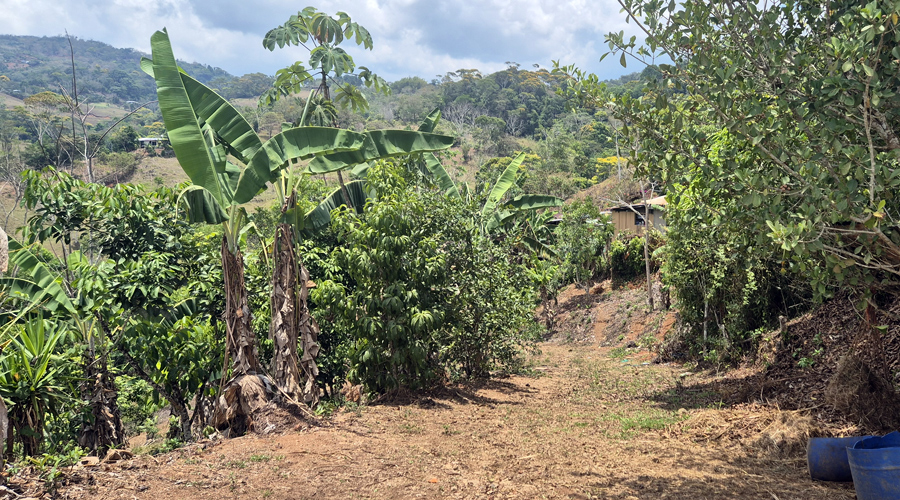 Costa Rica, Pacuarito, San Isidro, Finca Casita et Rivi�re - Ext�rieur 5