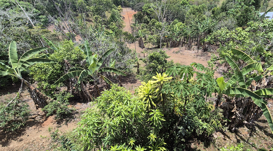 Costa Rica, Pacuarito, San Isidro, Finca Casita et Rivi�re - Vue 1