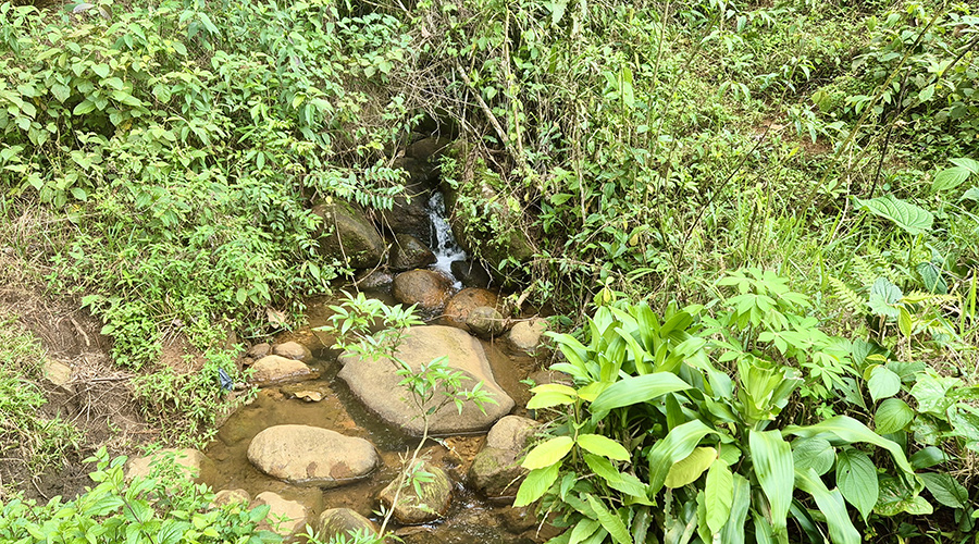 Costa Rica - Perez Zeledon - San Pedro - Finquita Santiago - Ruisseau annuel