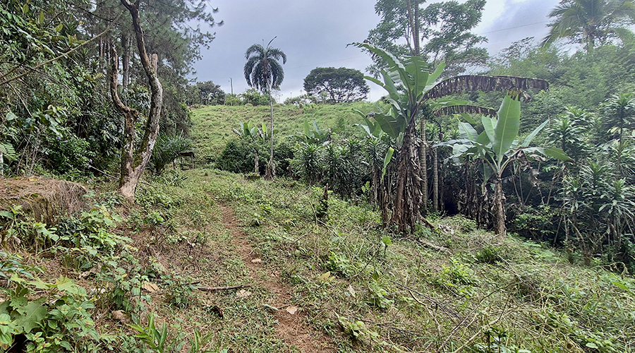 Costa Rica - Perez Zeledon - San Pedro - Finquita Santiago - Terrain - vue 2