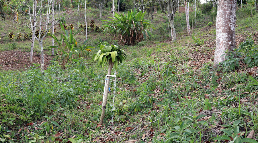 Costa Rica, Province de San Jose, San Isidro del General - Finquita de las Naranjas - Irrigation depuis le ruisseau