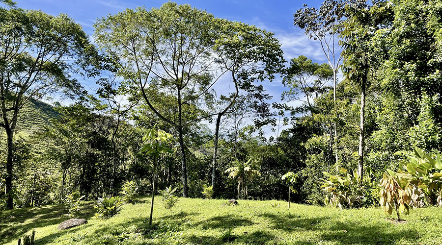 Costa Rica - San Isidro - San Ignacio - Ferme en Permaculture - Bosquet