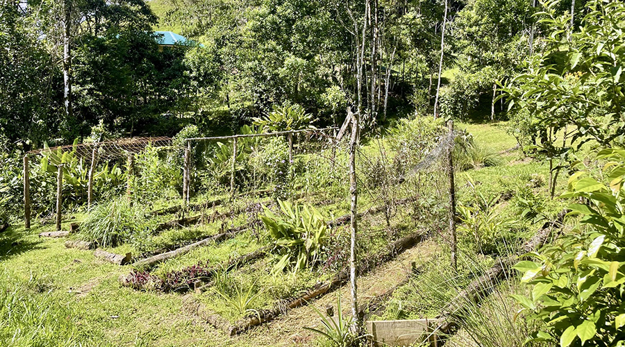 Costa Rica - San Isidro - San Ignacio - Ferme en Permaculture - Une partie des cultures