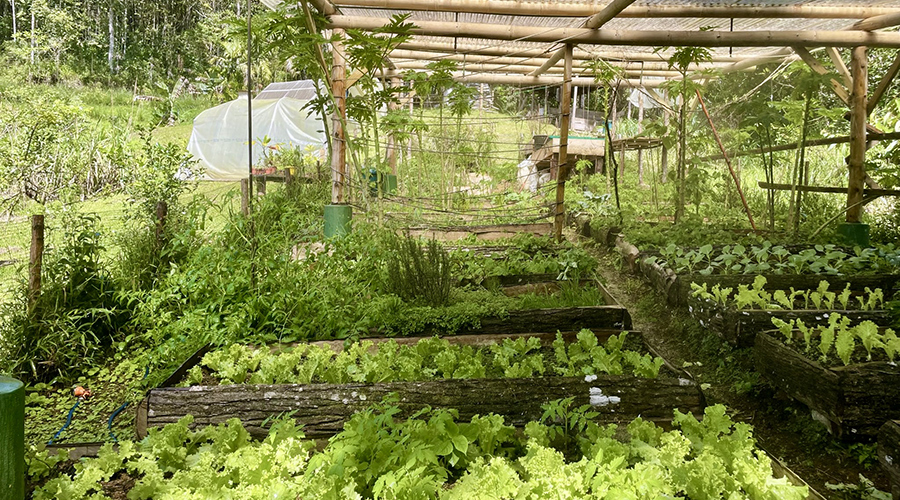 Costa Rica - San Isidro - San Ignacio - Ferme en Permaculture - Serre - vue 1