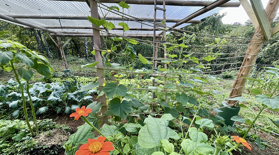 Costa Rica - San Isidro - San Ignacio - Ferme en Permaculture - Serre - vue 3