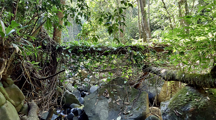 Costa Rica - Filadelfia de Colinas - Finca Filadelfia - Jungle - Ruisseau - Vue 1