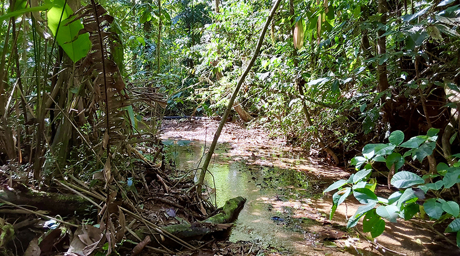 Costa Rica - Filadelfia de Colinas - Finca Filadelfia - Jungle - Ruisseau - Vue 2
