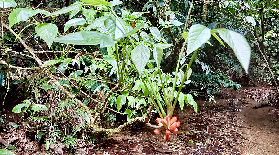 Costa Rica - Filadelfia de Colinas - Finca Filadelfia - Jungle - Ruisseau - Vue 4