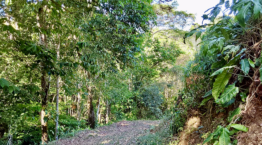 Costa Rica - Filadelfia de Colinas - Finca Filadelfia - Sentiers - Montagne - Vue 1