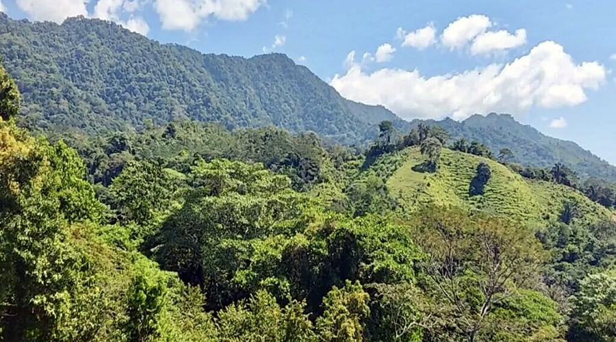 Costa Rica - Filadelfia de Colinas - Finca Filadelfia - Montagne - Vue 2
