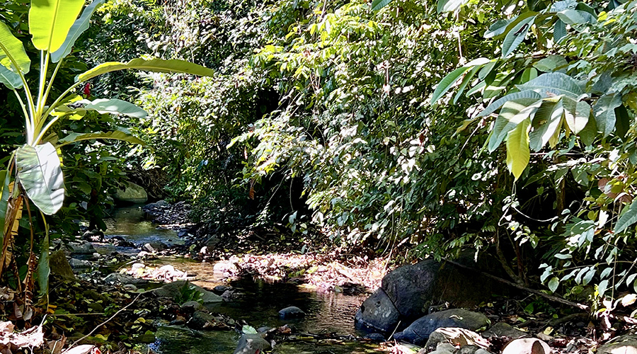 Costa Rica - Puntarenas - Ojochal - Casa Tropical - Extrieur - Ruisseau - Vue 1